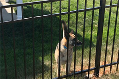 The Benefits of Using Aluminum Fences for Pets