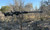 (22” In Stock Ready to Ship) The Ultimate North American Dual-Purpose Hunting / Competitive Rifle