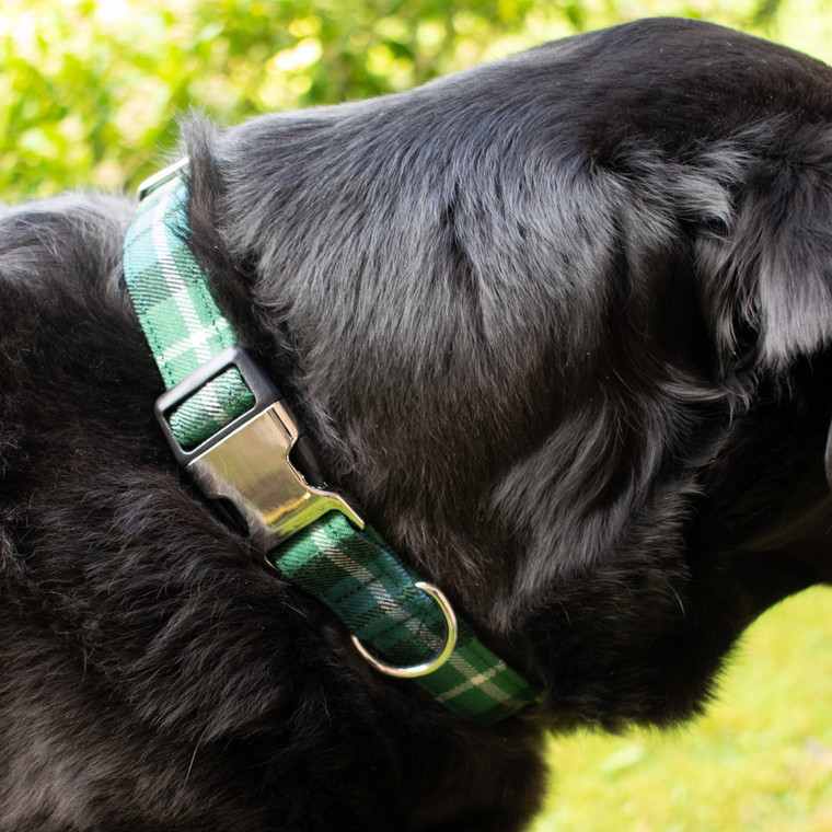 tartan dog collar