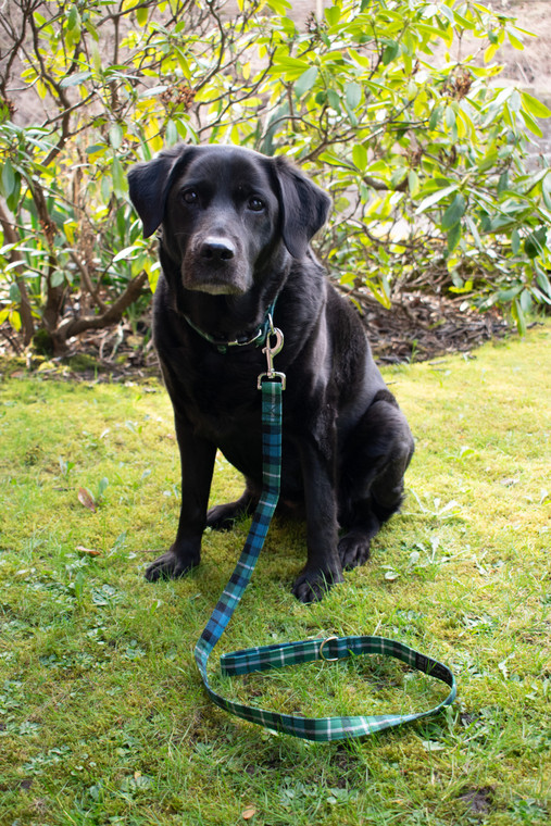 tartan dog collar and leash set
