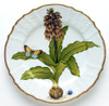 Anna Weatherley Flowers of Yesterday Narcissus Dinner Plate