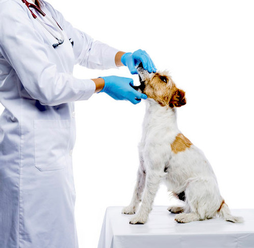 how accurate is an ultrasound for dogs