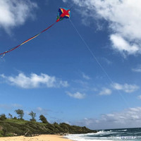 In the Breeze Parrot Diamond Kite 30
