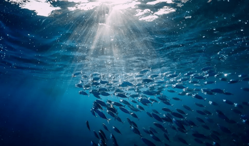 The (New) Blue Economy
