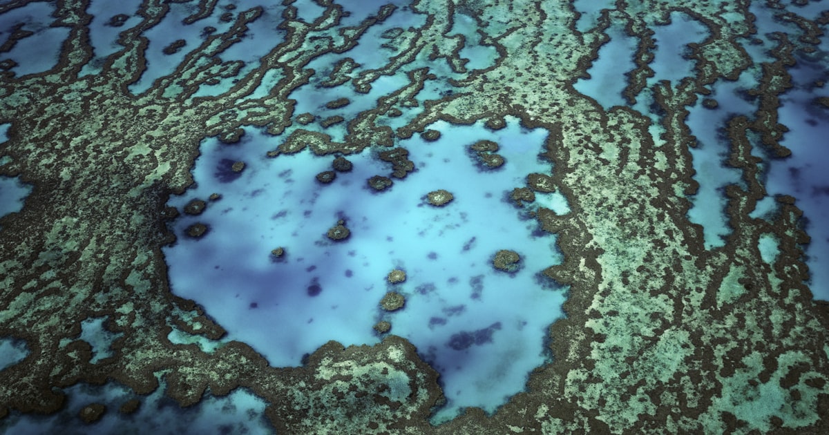 Ocean Conservation, Education & Science Nonprofits: Meet the Partners We Support