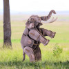 Voices of Nature, Asian Elephant Voices of Nature, Asian Elephant
