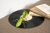 Giant Praying Mantis 3D Kraft Paper Puzzle Giant Praying Mantis 3D Kraft Paper Puzzle