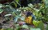 Voices of Nature, Yellow-Bellied Titmouse Voices of Nature, Yellow-Bellied Titmouse