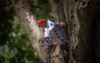 Voices of Nature, Red-Billed Toucan Voices of Nature, Red-Billed Toucan