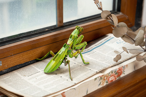 Giant Praying Mantis 3D Kraft Paper Puzzle Giant Praying Mantis 3D Kraft Paper Puzzle