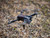 Stinger BL FPV Drone with 1080p HD Camera