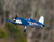 F4U Corsair BL 500mm RFRT (Rage) Warbird with PASS