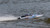 Rage R/C - Mako 630BL Brushless RTR Boat