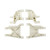 RC10 Suspension Arms, front and rear - ASC6641