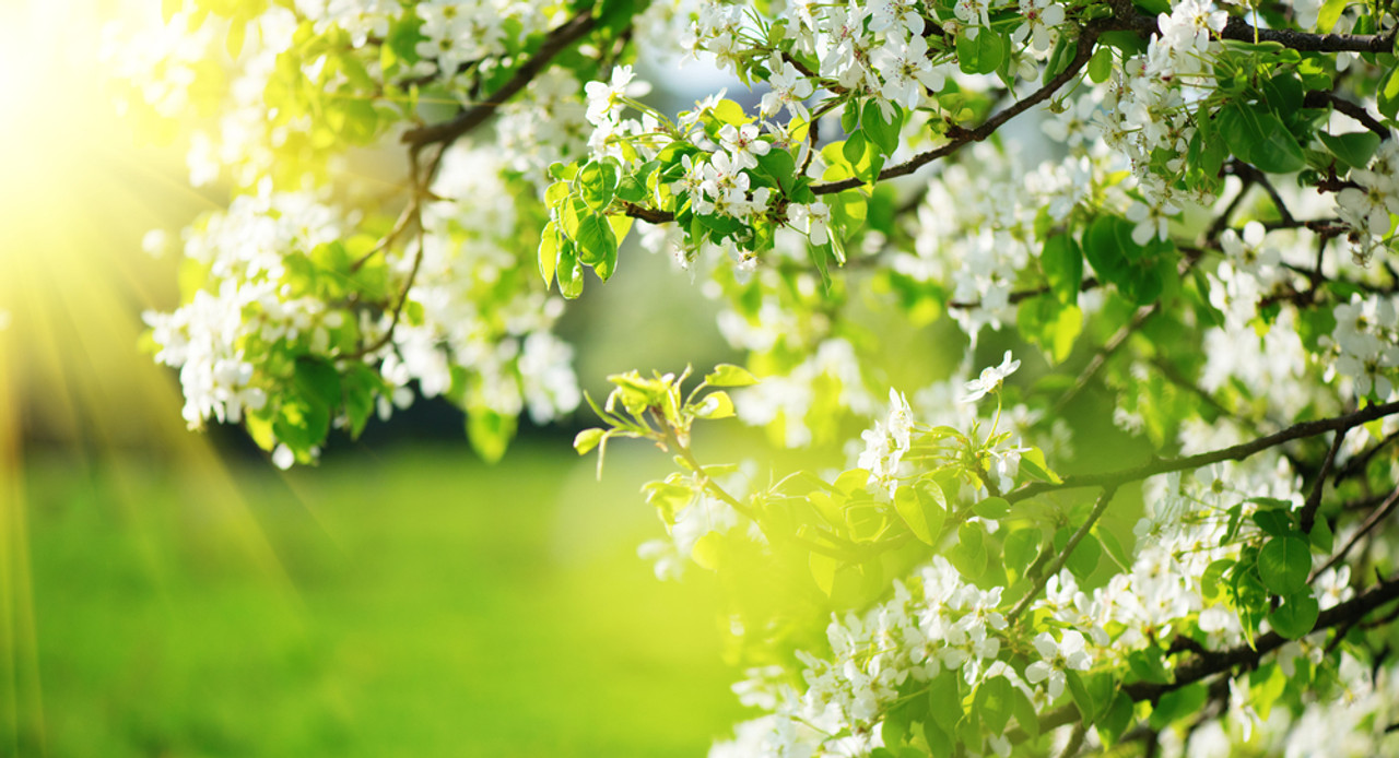 5 Simple Ways to Strengthen Your Immune System This Spring 5 Simple Ways to Strengthen Your Immune System This Spring