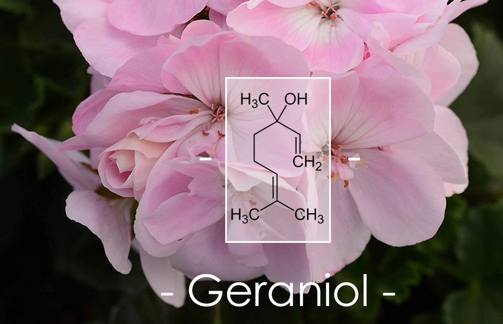 Terpene Tuesday : Geraniol