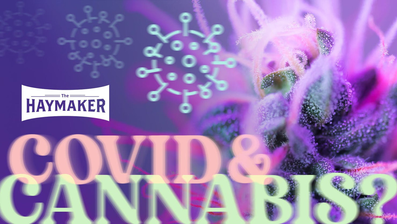 No, CBD won’t cure Covid. Here’s what that study actually found No, CBD won’t cure Covid. Here’s what that study actually found