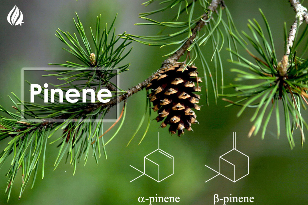 Terpene Tuesday : Pinene Terpene Tuesday : Pinene
