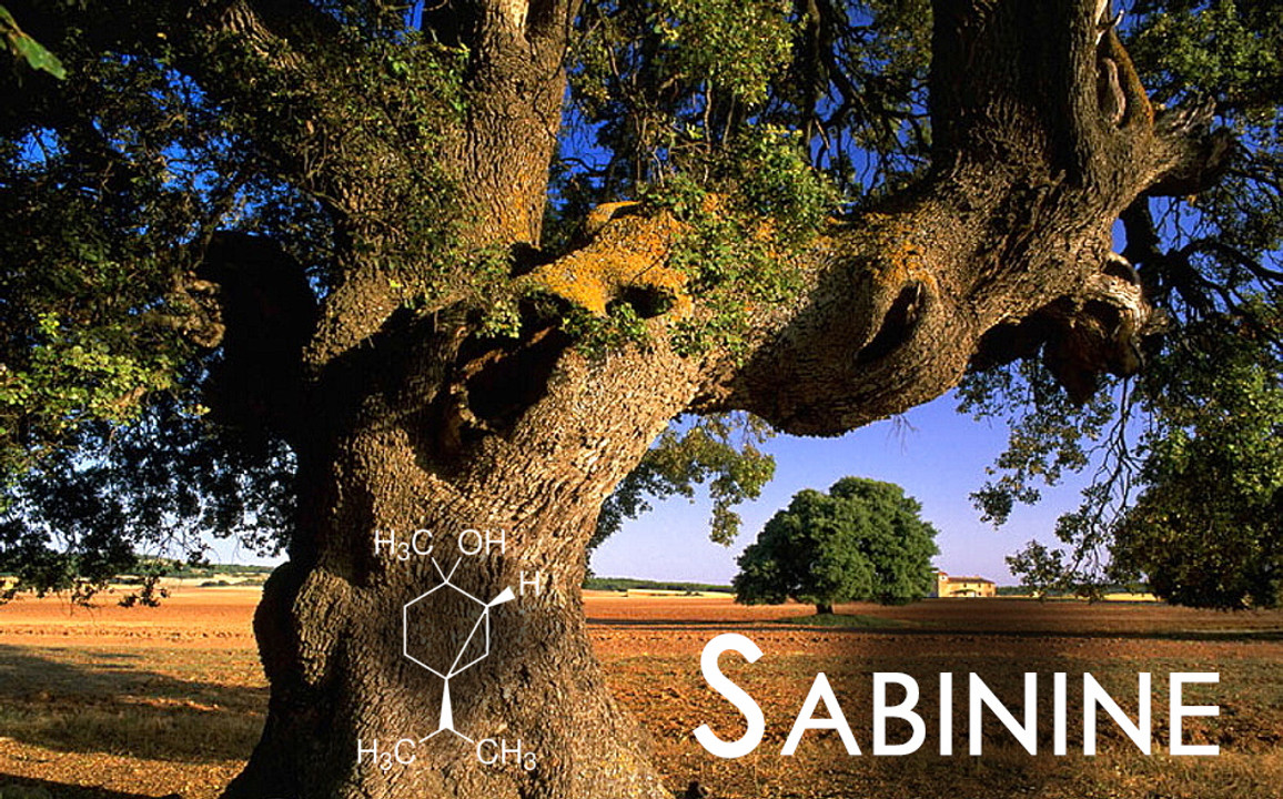 Terpene Tuesday : Sabinine  Terpene Tuesday : Sabinine