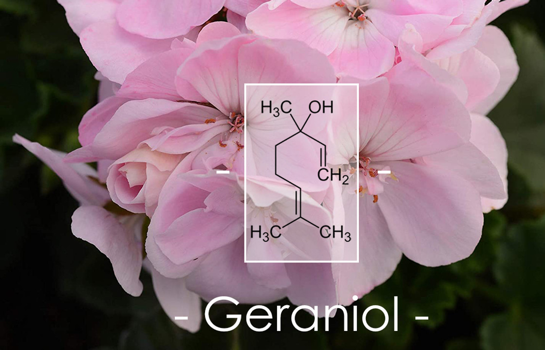 Terpene Tuesday : Geraniol