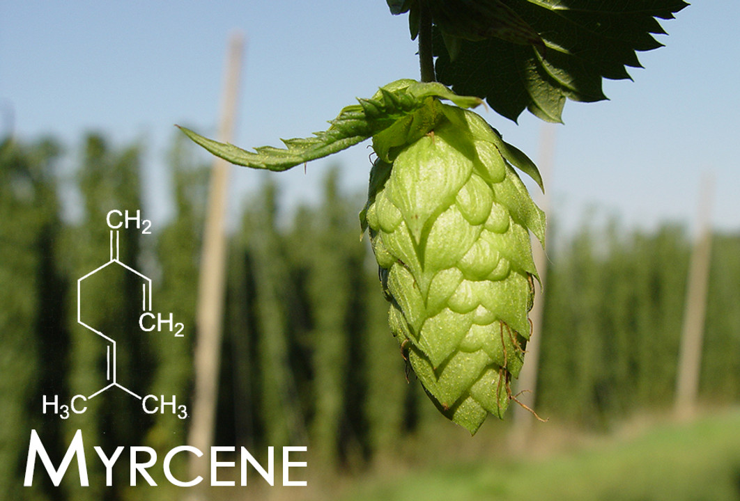 Terpene Tuesday : Myrcene  Terpene Tuesday : Myrcene