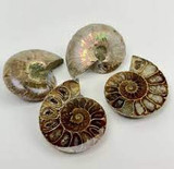 Crystals, Stones & Gems | Ammonite Fossil