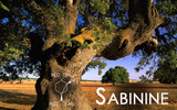 Terpene Tuesday : Sabinine 