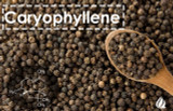 Terpene Tuesday : Caryophyllene 