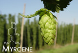 Terpene Tuesday : Myrcene 