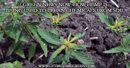 Green News Now: How Hemp is being used to clean up toxic chemical waste