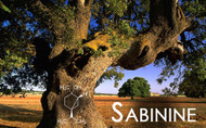 Terpene Tuesday : Sabinine 