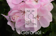 Terpene Tuesday : Geraniol