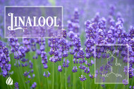 Terpene Tuesday : Linalool 