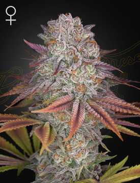Green House Pulp Friction Strain Feminized Cannabis Seeds - 5 Seeds Green House Pulp Friction Strain Feminized Cannabis Seeds - 5 Seeds