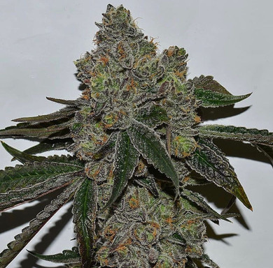 Cheetah Piss Hybrid THCa Bud Flower by the gram