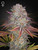 Green House Pulp Friction Strain Feminized Cannabis Seeds - 5 Seeds