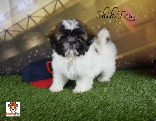 Shih Tzu Small Breed Dog  Berlin Pet Shoppe in Ohio