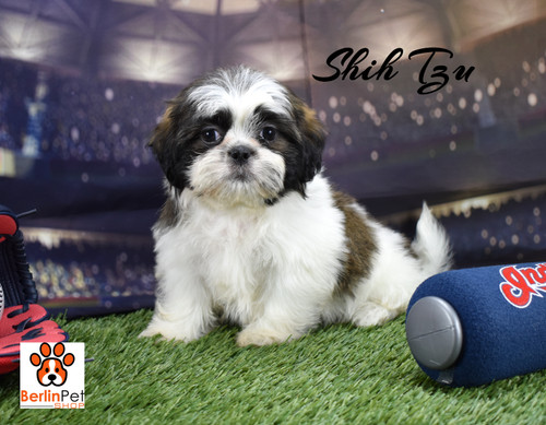 Shih Tzu Small Breed Dog  Berlin Pet Shoppe in Ohio