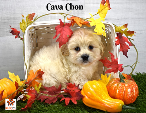 Cavachon Stock Photos, Royalty Free Cavachon Images | Depositphotos