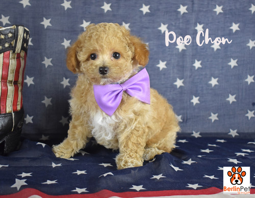 Toy Poodle Small Breed  Berlin Pet Shoppe in Ohio