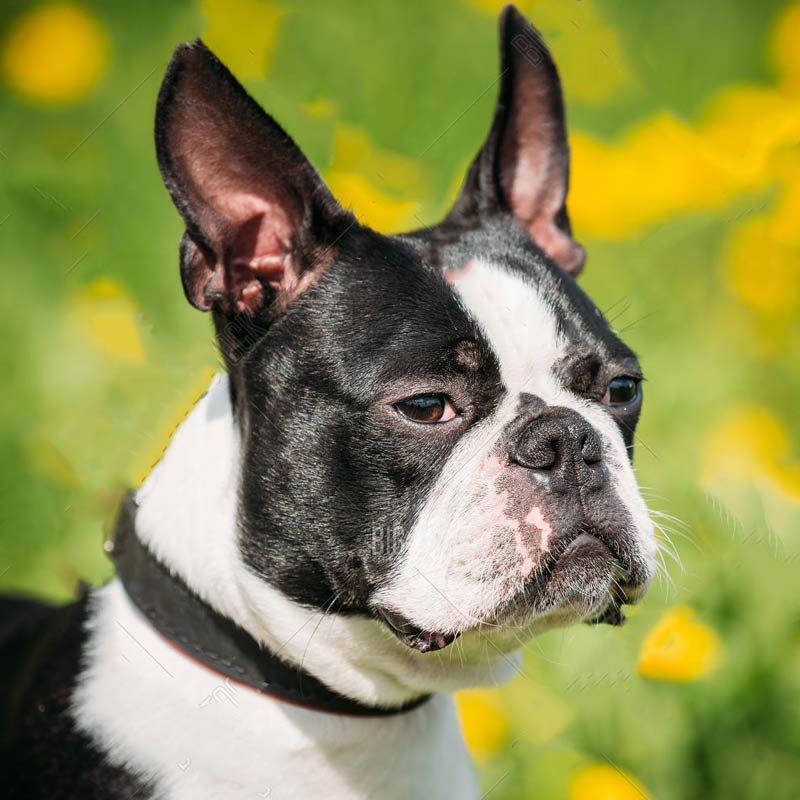 Breeds - Small Breeds - - Boston Terrier - Berlin Pet Shoppe