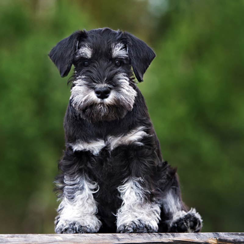 new-miniature-schnauzer