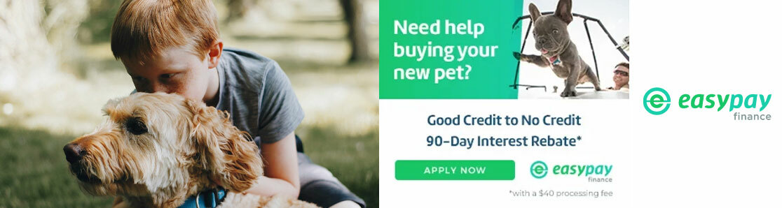 LendingUSA for puppies