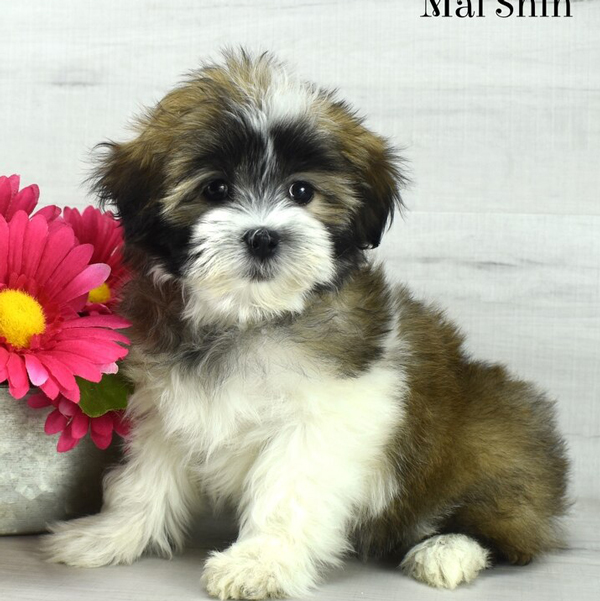 mal-shih