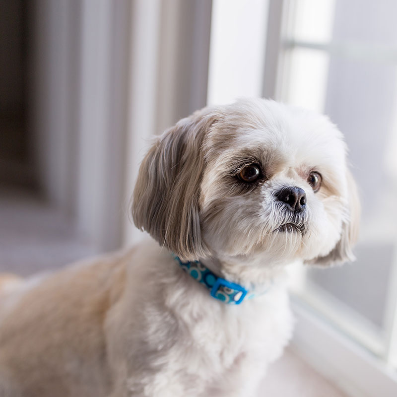 a small shih tzu posing in front of bushes