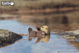 Sea Otter EUGY2