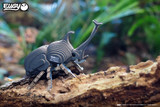 113 Rhino Beetle