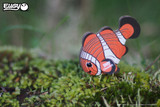 Clownfish EUGY2