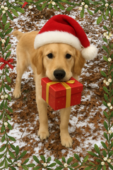 The Night Before The Big Holiday