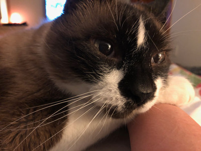 Cat Treats, Finally!